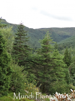 Abies densa Mundi Plantarum